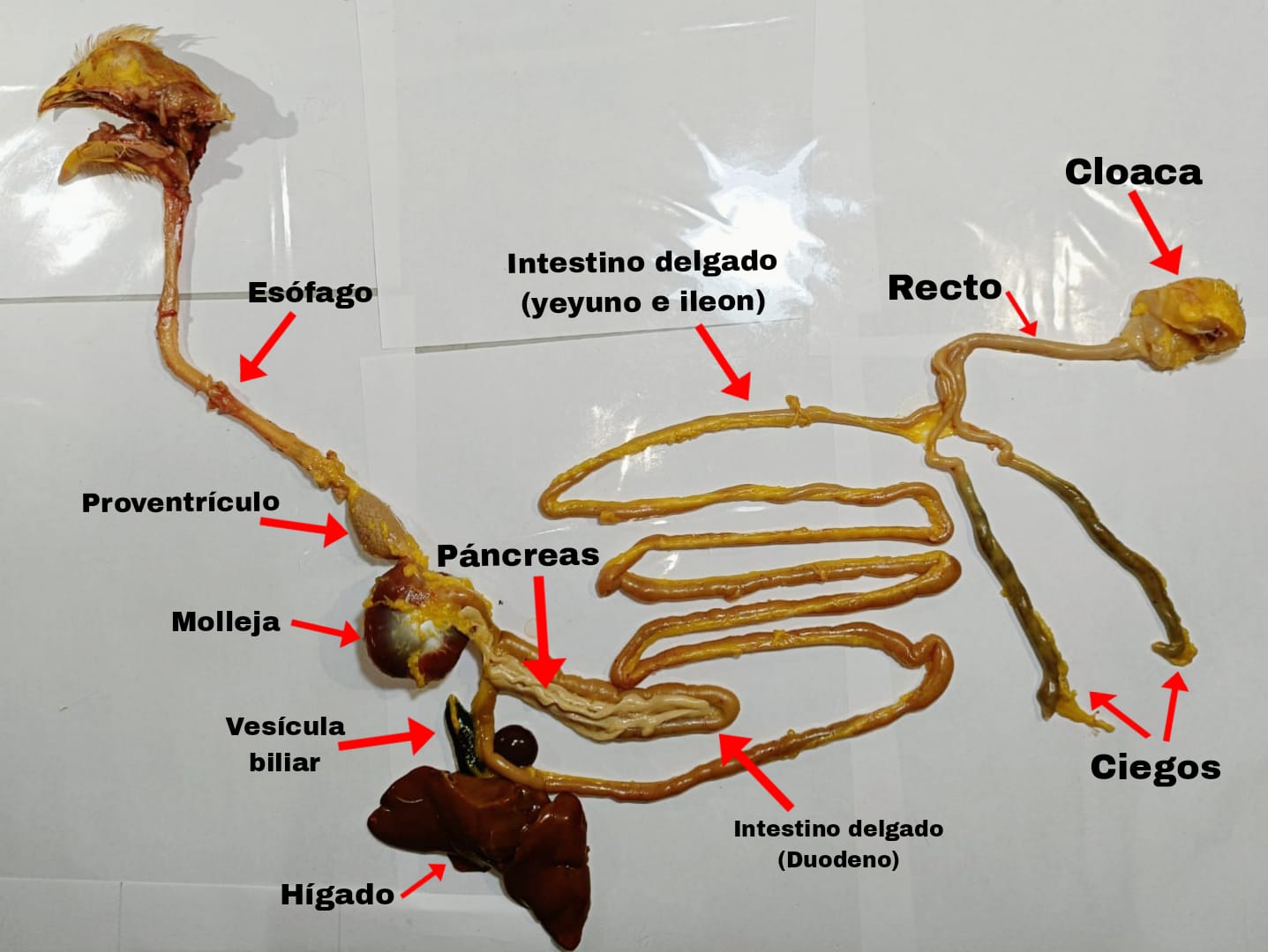 Figura 12. Disección del sistema digestivo de un pollo. Elaboración propia.
