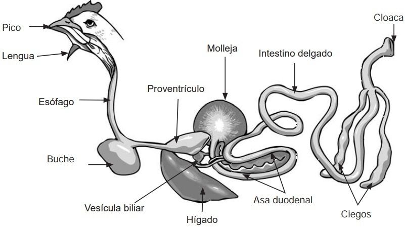 Anatomía del pollo. Tomado de Engormix, 2024. Engormix.