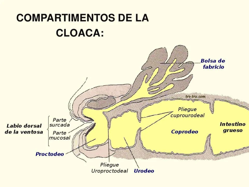 Sistema digestivo de las aves. Tomado de Avicultura Moderna, 2024. Facebook.