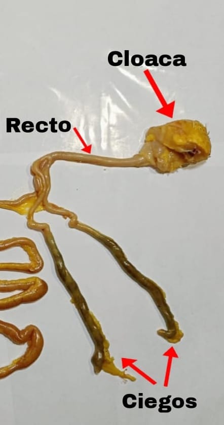 Figura 6. Intestino grueso del pollo. Elaboración propia.