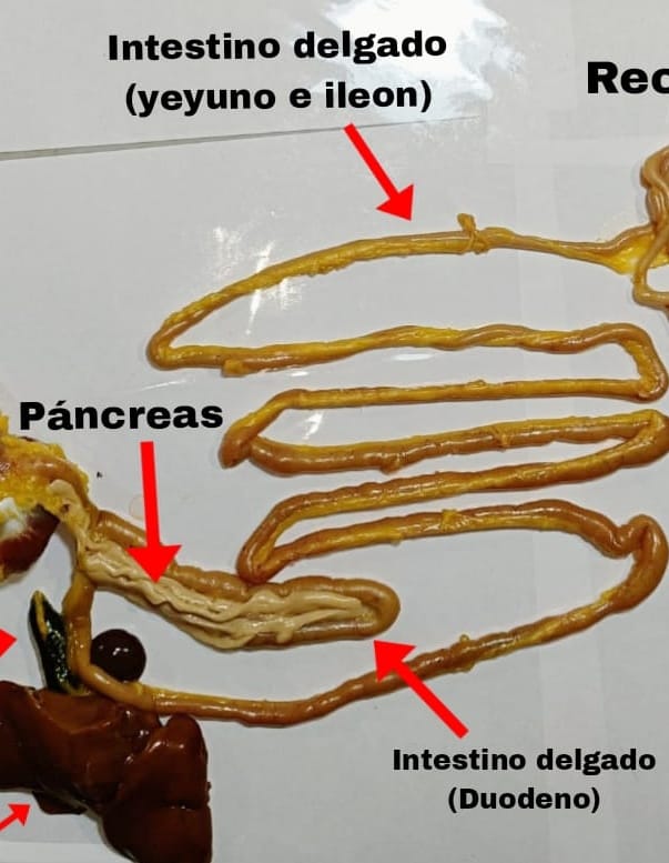 Figura 5. Intestino delgado del pollo. Elaboración propia.