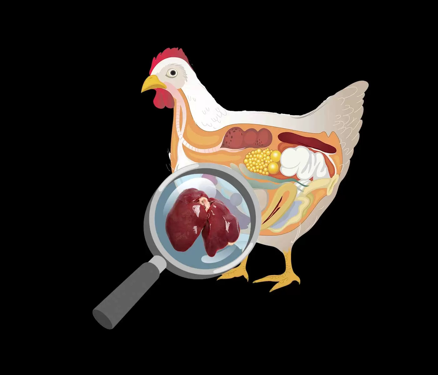 Nutrición y metabolismo hepático en aves. Tomado de AviNews, 2024. AviNews.