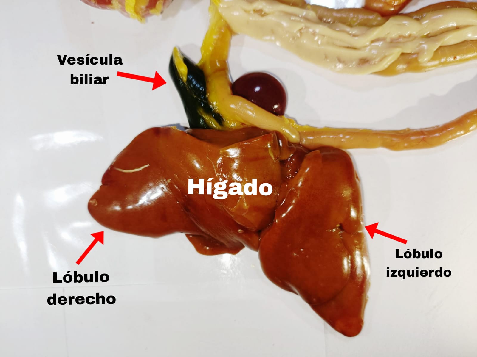 Figura 8. Hígado del pollo. Elaboración propia.