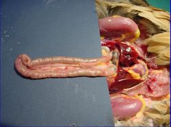 Duodeno en la anatomía aviar. Tomado de WikiVet, s.f. WikiVet.
