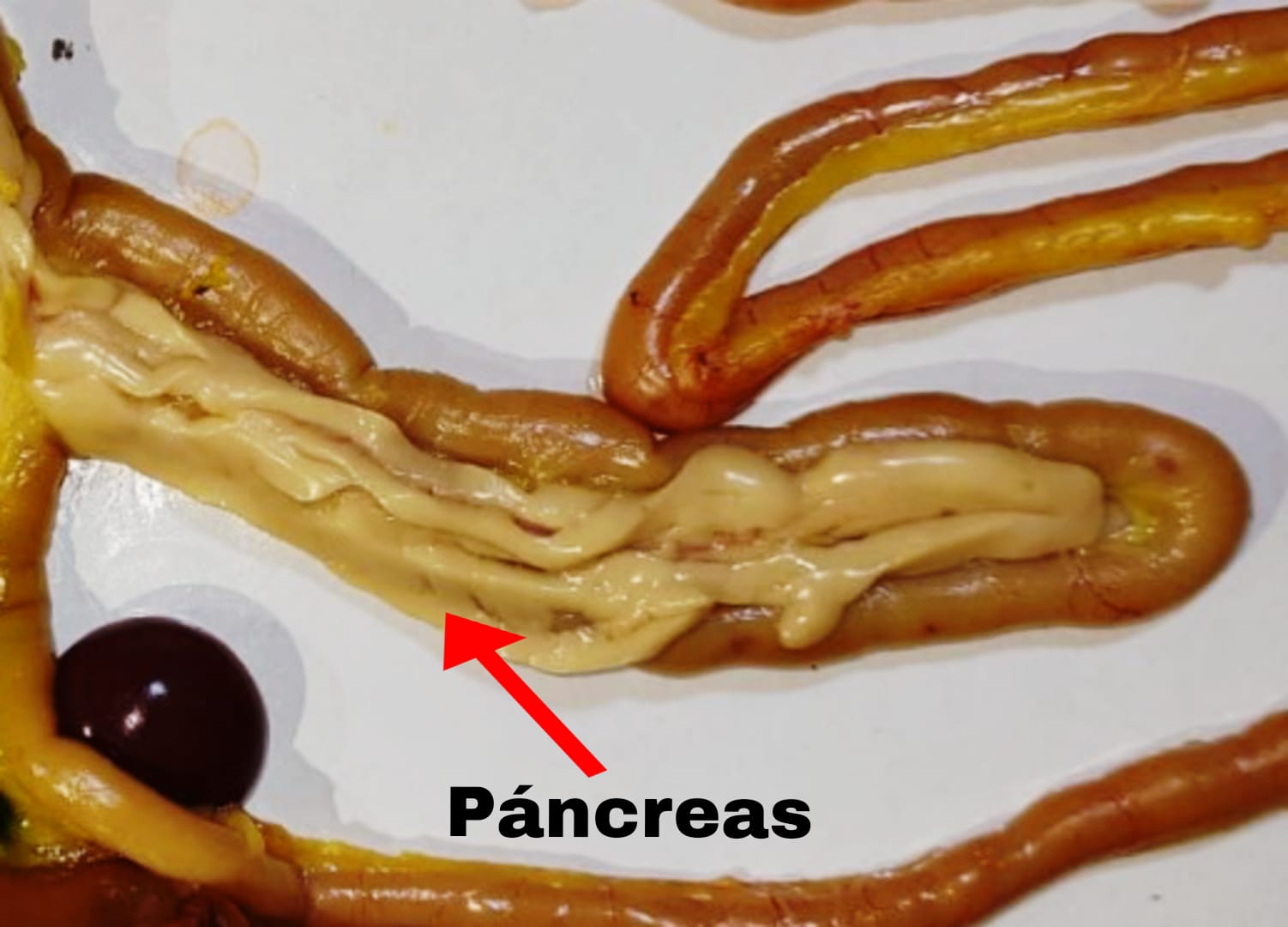 Figura 9. Páncreas del pollo. Elaboración propia.